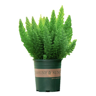 狐尾天门冬盆栽苗室内观赏绿植好养易活地栽观叶植物四季常绿草