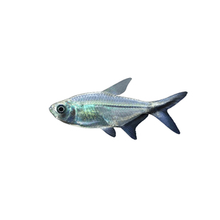 黑尾大勾鱼群游鱼小型热带观赏鱼淡水鱼大勾扯旗鱼红绿灯鱼斑马鱼