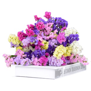 勿忘我干花花束云南基地直发干花束客厅摆设装饰摆件真花风干天然