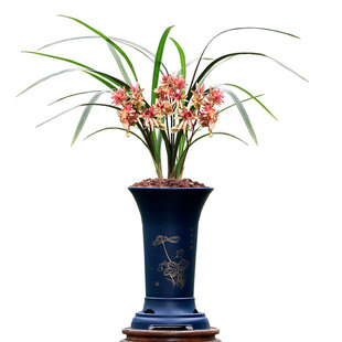 高端兰花苗老种春剑红奇春暖花开四季建兰富山奇蝶带花浓香好养卉