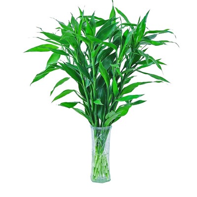 富贵竹水培植物花卉绿植室内盆栽绿萝箩水养带根发财树好养客厅