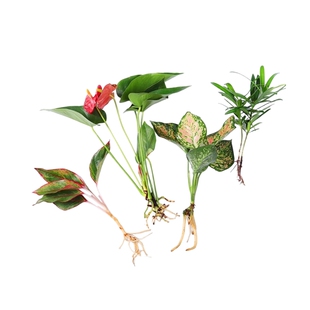 水养绿植室内水培花卉水养苗 绿萝发财树白掌盆栽桌面水培易成活