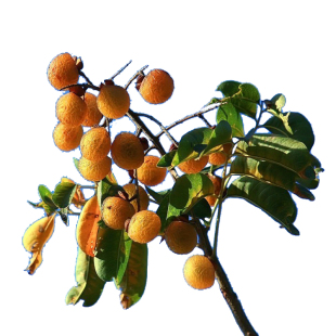 无患子树苗洗发果苗镇宅保平安树鬼见愁大树名贵中药植物绿化庭院