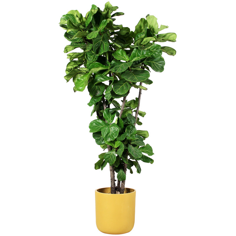 琴叶榕办公室杭州宁波植物