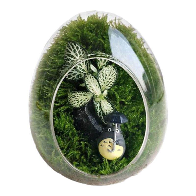 礼盒苔藓微景观生态瓶diy材料绿植盆栽创意办公室桌面真植物盆景