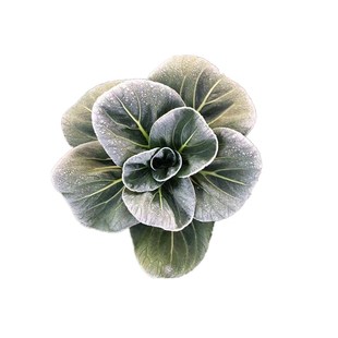 农家自种新鲜时令蔬菜胡萝卜小香芹粉莲藕莴笋包菜青菜白萝卜4斤