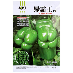 绿霸王甜椒种子特大辣椒种子高产青椒种籽灯笼椒柿子椒种籽四季播