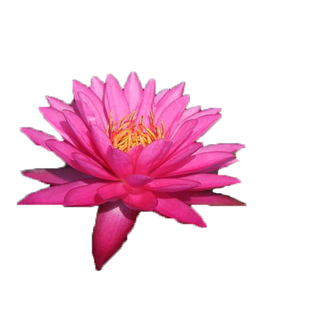 霞妃睡莲水培植物玫红色芳香四季种植盆栽室内花苗带花苞开花