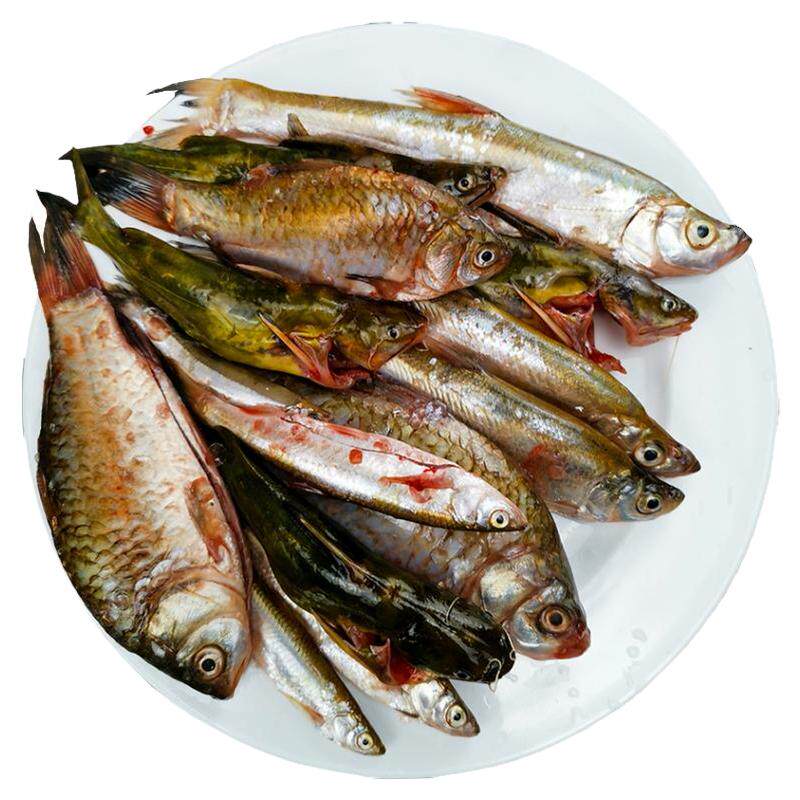 新鲜小鱼小杂鱼鲜活河鲜小河鱼杂鱼活鱼鲫鱼黄辣丁餐条鱼淡水野鱼