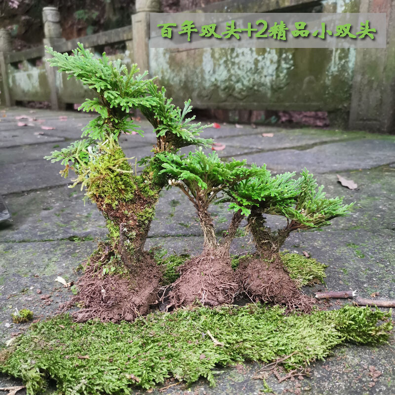 老桩卷柏盆栽拇指花盆景九死还魂草假山绿植水菖蒲水陆缸四季长青-封面