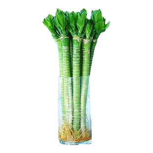 带根文昌竹龙竹观音竹转运竹富贵竹植物水养客厅室内盆栽水培绿植