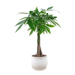 五辫发财树植物辫子发财树绿植办公室内桌面盆栽四季常青易活植物