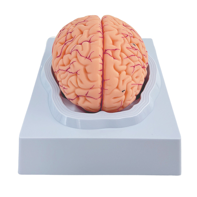 黄和模型人体大脑解剖教具