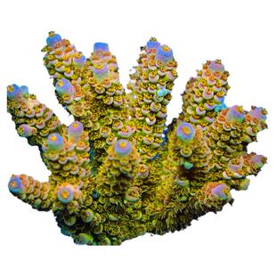 SPS硬骨珊瑚母体汽水彩鱼鳞金吞牛金龙骨冰龙珊瑚缸海缸活体海水