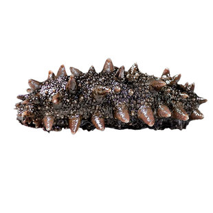 即食海参辽参官方旗舰店【大连顺丰发货】500g鲜活海生刺参单个装