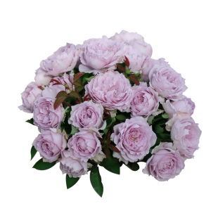 天狼月季2.8/2.5自育高人气阳台庭院大花园盆栽幻紫胭脂扣隐隐青