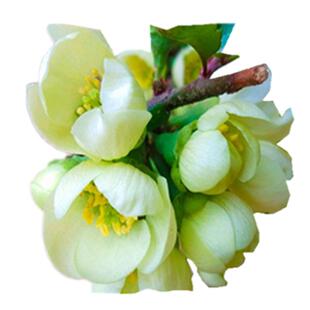 日本长寿冠海棠绿色铁杆海棠北美结果海棠庭院阳台耐寒花卉满包邮