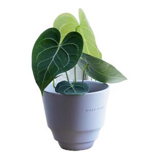 DOLV 豆绿 克莱恩水晶花烛 北欧ins风新手入门好养热植桌面小盆栽