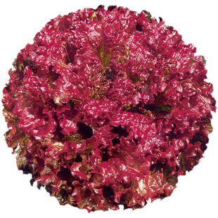 紫叶生菜种子沙拉生吃紫红生菜种籽四季蔬菜阳台盆栽田园花园菜籽