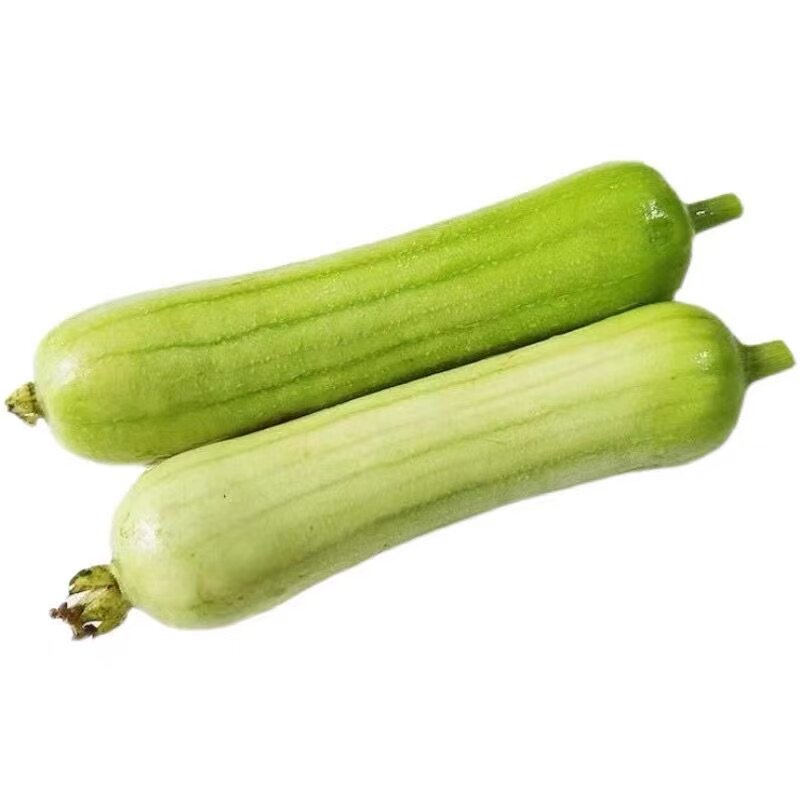 河南短棒肉丝瓜新鲜蔬菜香丝瓜