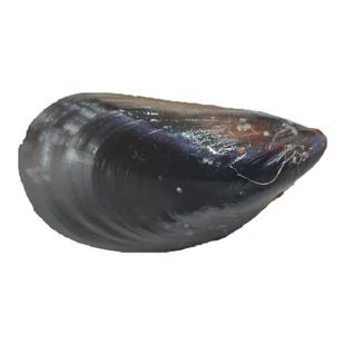 海虹大连海鲜贻贝鲜活青口贝新鲜烧烤海鲜海红特大青口螺淡菜