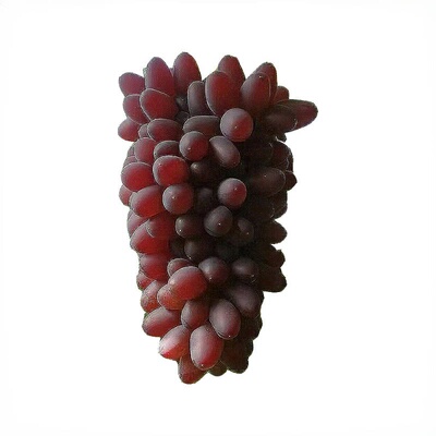 茉莉香葡萄当季新鲜水果整箱提子孕妇无籽新鲜现摘阳光茉莉葡萄