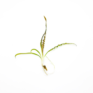 鱼缸后景椒草 阴性水草 缎带椒 喷泉椒 泰国喷泉椒草 无需co2易养