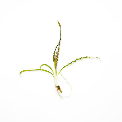 喷泉椒缎带椒水草撒