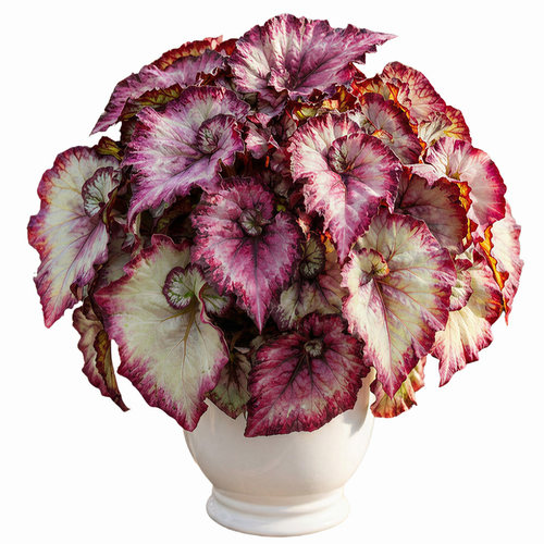 五彩蜗牛秋海棠盆栽室内热植彩叶芋观叶植物耐阴花卉蟆叶秋海棠