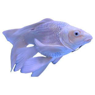 蝴蝶鲤鱼球体短身大鳍长尾冷水鱼锦鲤红色观赏鱼苗活体