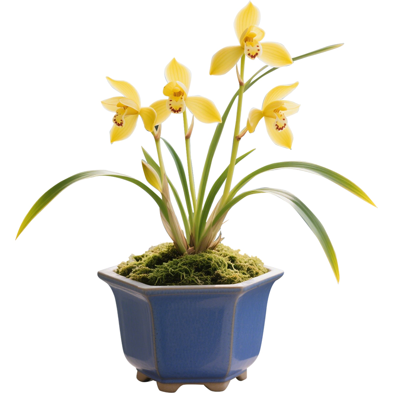 【金凤凰】兰花苗阳台植物金边四季兰名贵盆栽室内兰草国兰浓香