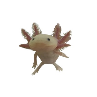 六角恐龙鱼淡冷水类宠物爬行蝾螈活体锦鲤观赏热带金斑马红虫两栖