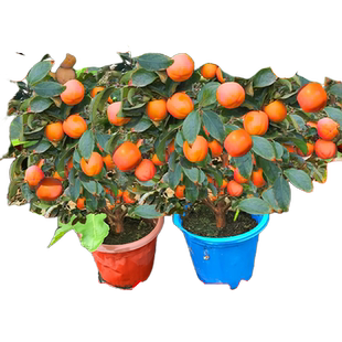 柿子树苗庭院果树果苗矮化太秋甜脆柿子盆栽嫁接苗南北方耐寒大树