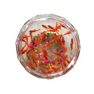 草金鱼活鱼活体观赏鱼苗自养好养耐活鱼冷水鱼锦鲤鱼饲料鱼