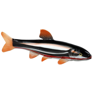 林畅模玩海洋鱼类玩具红腹鱥模型仿真热带观赏鱼代斯鱼鲤科动物