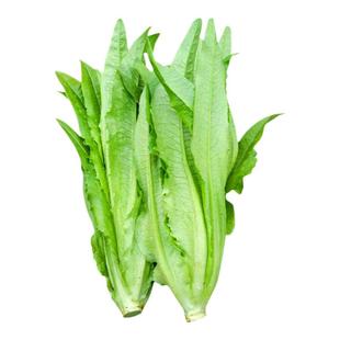 油麦菜种子阳台庭院田园盆栽蔬菜家庭种子莜麦菜四季易种植菜籽