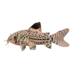 茉莉三线豹鼠鱼黄翅珍珠鼠鱼水草缸吃垃圾清洁工具底层鱼活体鱼