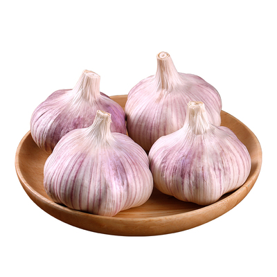 2025新晒山东金乡紫皮新干蒜大蒜头种子籽批发新鲜蔬菜紫皮多瓣蒜