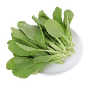 不生虫鸡毛菜四季播抗热耐寒蔬菜小白菜有机小青菜