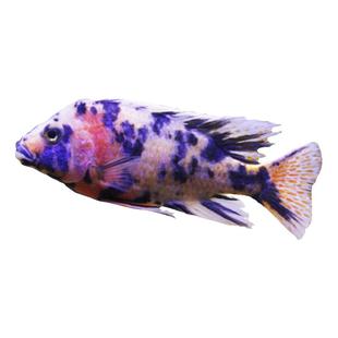 三湖慈鲷鱼马鲷非洲王子凤凰鱼活体淡水中小型耐养易活热带观赏鱼