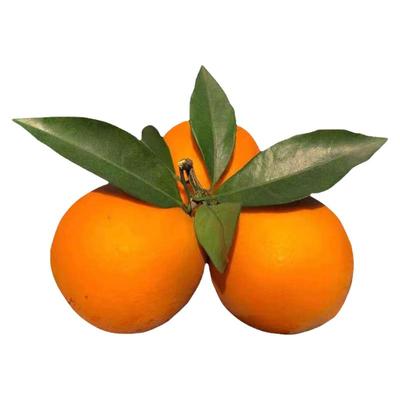 赣南脐橙20斤橙子正宗假一罚十