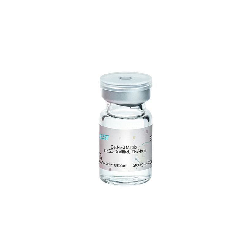 耐思 GelNest™基质胶天然生长因子无LDEV病毒类器官专用成血管细胞培养实验研究用试剂低内毒素 5mL/瓶