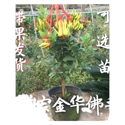 金华佛手盆栽树苗佛手柑