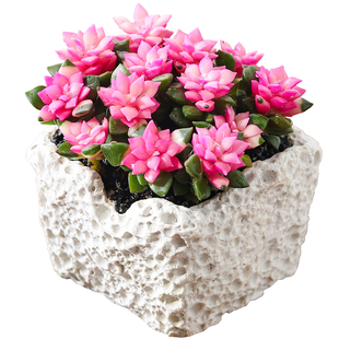 吹雪之松多肉植物盆栽室内好养活绿植懒人办公室桌面净化空气盆景