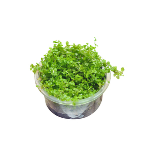 爬地矮珍珠无菌杯趴地迷你小坨水草植物鱼缸造景淡水水培增氧真草