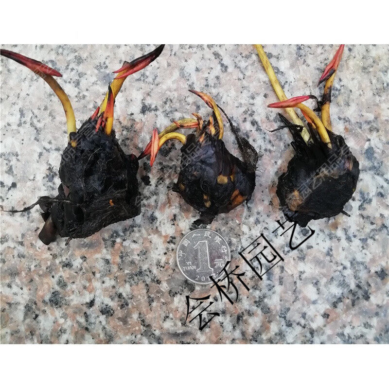 碗莲成品苗耐寒颗大花根块根茎水培植物四季开水养池塘水池荷花u.