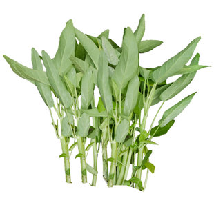 白梗空心菜种子通心菜柳叶种籽南方博白四季籽种蔬菜孑菜籽水上通