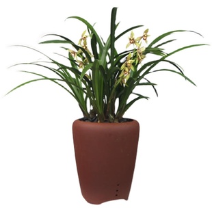 带花苞兰花小桃红四季兰夏季开花浓香室内阳台办公室花卉绿植盆栽