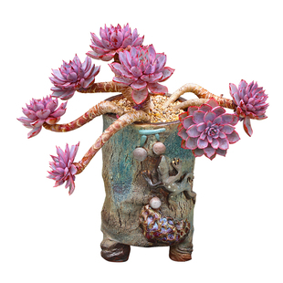 赫拉多肉植物三仙晚霞杂莲座一物一拍阳台绿植花卉盆栽向阳派园艺