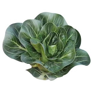 矮脚苏州青新鲜霜打蔬菜上海青小青菜冬季菜苔霜冻青菜新鲜包邮